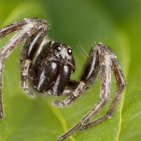 Spider Spotlight Wolf Spiders · Extermpro