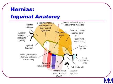 004 Hernias Introduction To Clinical Surgery Lectures