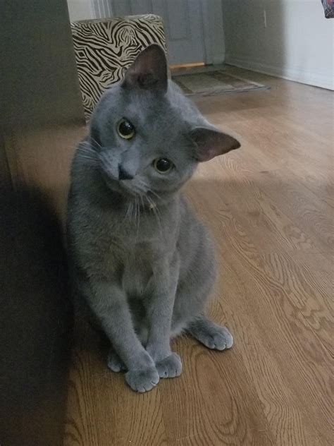 Get a ragdoll, bengal, siamese and more on kijiji, canada's #1 local classifieds. Kitty! My 2yr old rescue Russian blue!! : russianblue