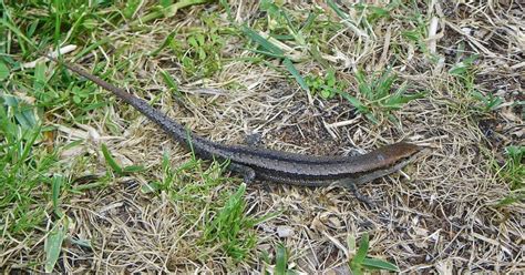 Bayside Native Of The Day The Common Garden Skink Bayside City Council