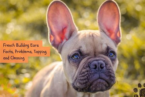 French Bulldog Ears Facts Problems Taping And Cleaning Petlity