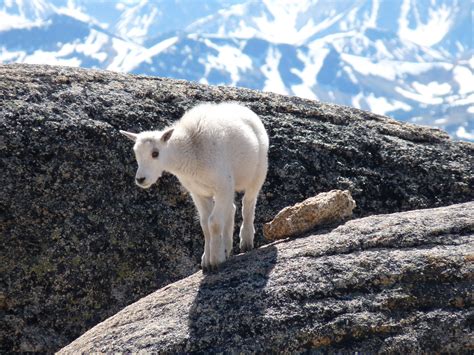 Filebaby Mountain Goat On Rock