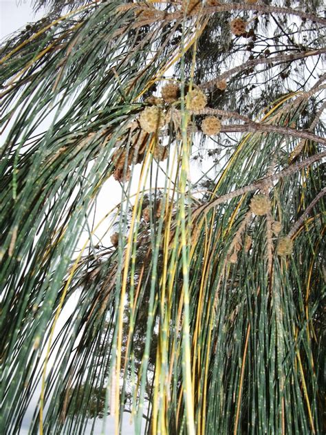 Australian Pine Casuarina She Oak Tree Seeds And Cones 4 Sale Here Oz