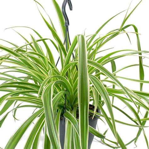 Chlorophytum Variegatum Spider Plant Spider Plants Indoor Plants