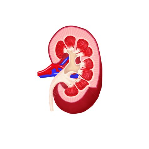 Human Kidney Png Picture Illustration Of Human Organ Kidney Human