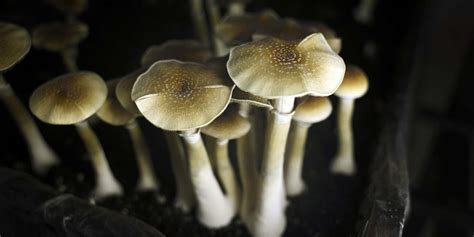 Magic Mushrooms Put The Human Brain In Dream Mode And Facilitate Higher