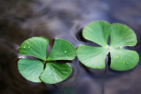Floating Clovers By Deluxe247 On Deviantart