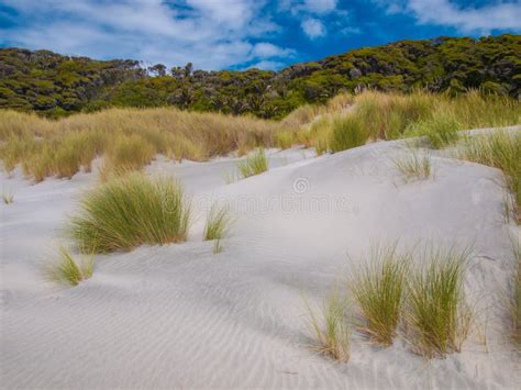 Dune Vegetation Wharariki Beach South Island New Zealand Stock Photos