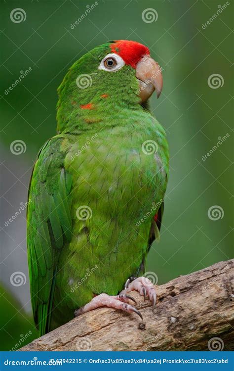 Beautiful Green Parrot Finsch S Parakeet Aratinga Finschi Costa Rica
