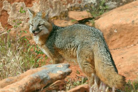 Wild Aware Utah Foxes Common Gray
