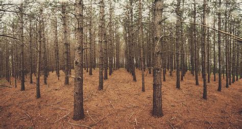 Best Pine Plantation Stock Photos Pictures And Royalty Free Images Istock