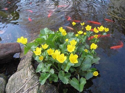 Marginal Pond Plant Marsh Marigold Producing Yellow Flowers Supplied