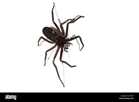 Australian Sac Spider Cheiracanthium Gilvum Hi Res Stock Photography
