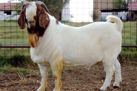 Meat Goat Farming Information Guide In India Agri Farming