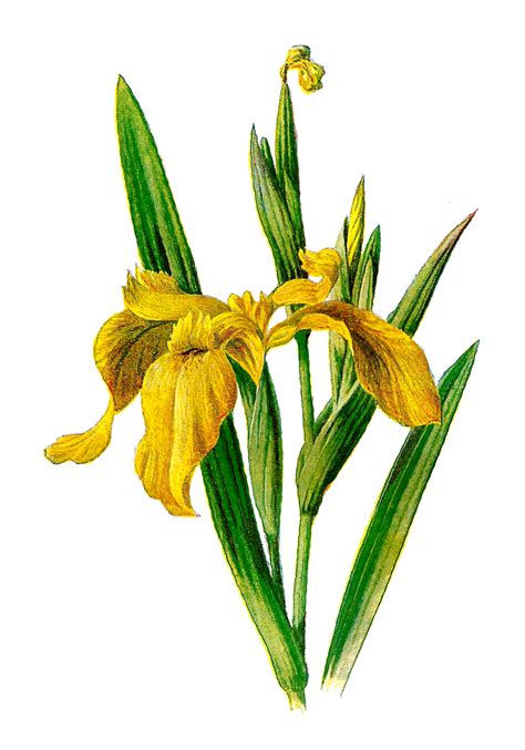 Antique Images Printable Flower Clip Art Wildflower Yellow Iris