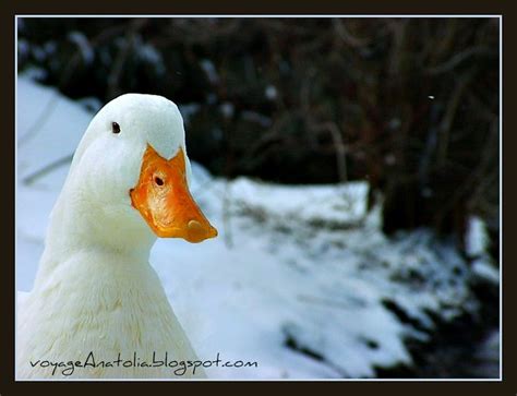 Duck In Snow Pond At Bolu Mountains I Remember Márton Char Flickr