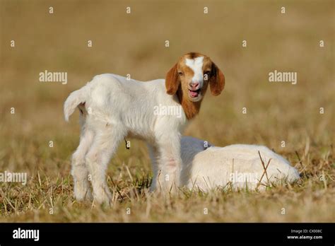 Reclining Goat Hi Res Stock Photography And Images Alamy