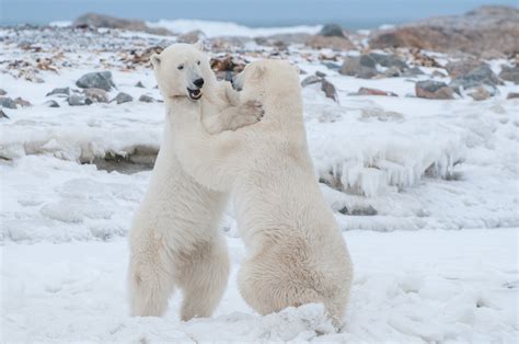 Polar Bears Play Fighting Sean Crane Photography