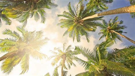 Palm Tree Desktop Wallpaper ·① Wallpapertag