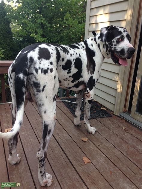 Harlequin Great Danes Stud Dog In Ohio The United States Breed