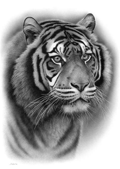 Portrait Of A Sumatran Tiger Drawing By Schu Wildlife Artist Saatchi Art