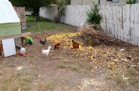 is it legal to raise chickens in my suburban backyard counting my chickenscounting my chickens