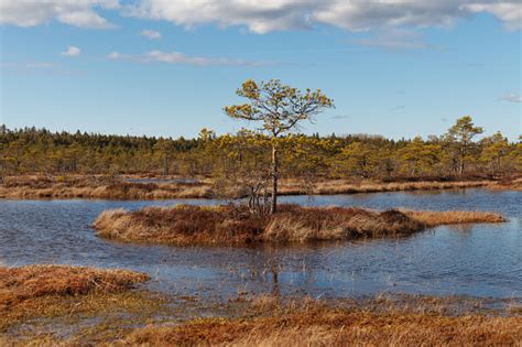 Swamp Kakerdaja In Estonia At The Autumn Marshland With Lakes And Small