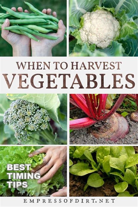 When To Harvest Vegetables For Peak Ripeness And Flavor Empress Of