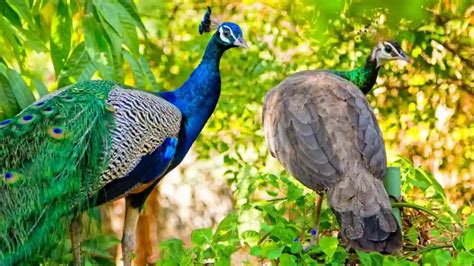 Female Peacocks Male Vs Female Identification Guide With Pictures