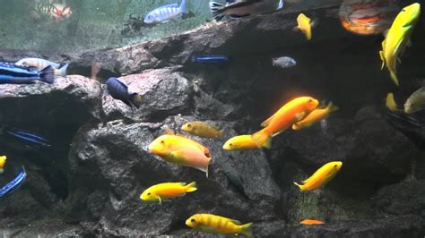 Load all your personal video files into this app and set it as your wallpaper or download from collections of hundreds of beautiful. Bildschirmhintergrund Aquarium Kostenlos | Pictures prince