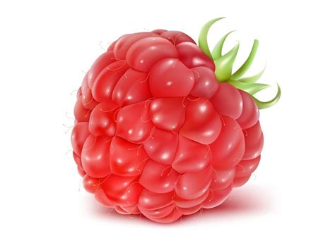 Vector illustration of ripe raspberry. | Fruit art, Fruit painting