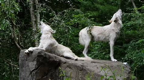 Wolf Conservation Center Howl It Out