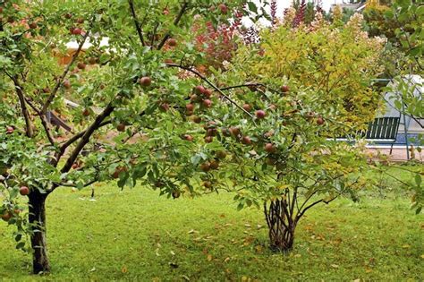 Sorry about that.slip of the tongue! 24 Delicious Backyard Fruit Tree Ideas