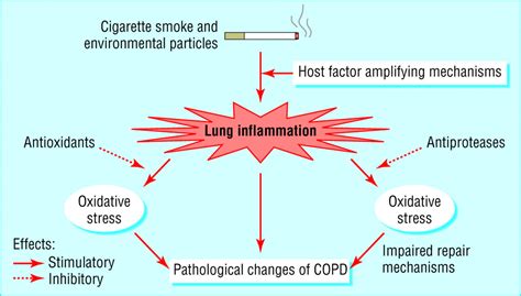 Pathology Pathogenesis And Pathophysiology The Bmj