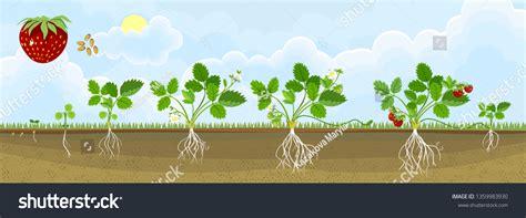 Life Cycle Strawberry Plant Growth Stage Stock Vektor Royaltyfri