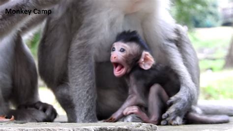 Wow Adorable Newborn Baby Monkey In Angkor Real Life Of