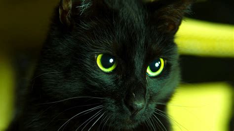 Black Cat Eyes Wallpapers Free Black Cat Eyes Backgrounds