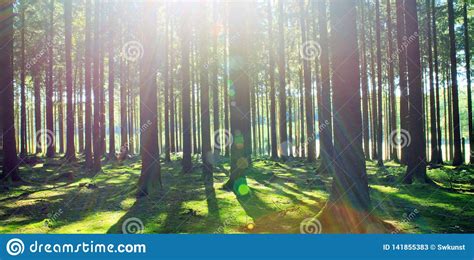 Panorama Of A Scenic Forest Of Fresh Green Deciduous Trees With The
