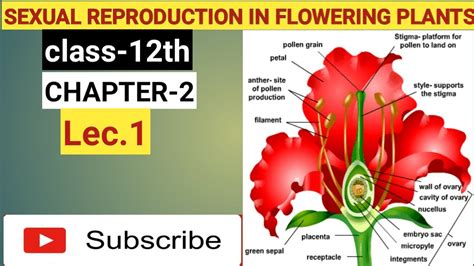 Sexual Reproduction In Flowering Plants Chapter 2 Lec 1ncert Cbse And Up Bord Youtube