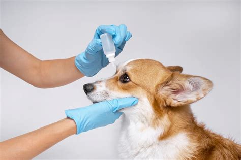 Dog Eye Allergies Symptoms And Treatment Options Great Pet Care