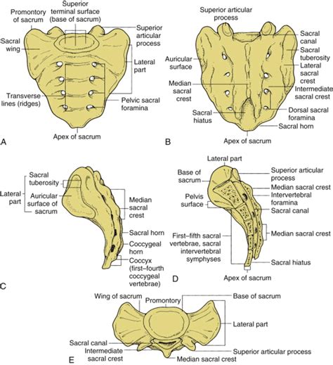 Anatomy Of The Sacrum In Anterior A Posterior B Lateral C