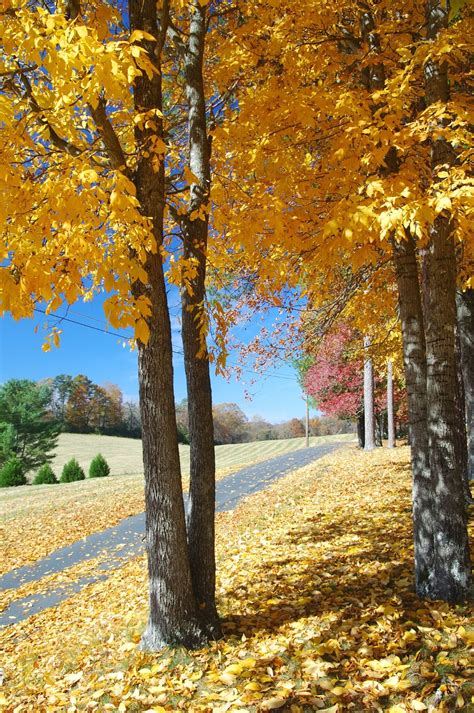 10 Best Places To See Fall Foliage In Georgia Follow Me Away
