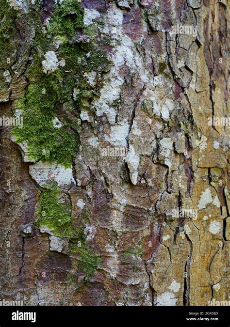 Nothofagus Obliqua Roble Beech Tree Close Up Of Bark Stock Photo Alamy