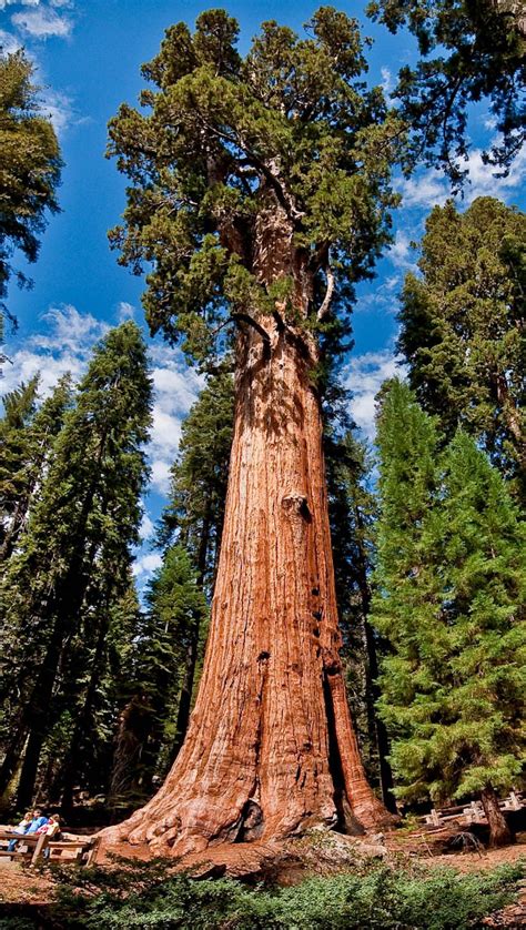 General Sherman The Largest Single Stem Tree In The World Sequoia