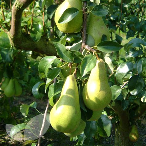 Pear Concorde Fruit Trees For Sale Buy Online