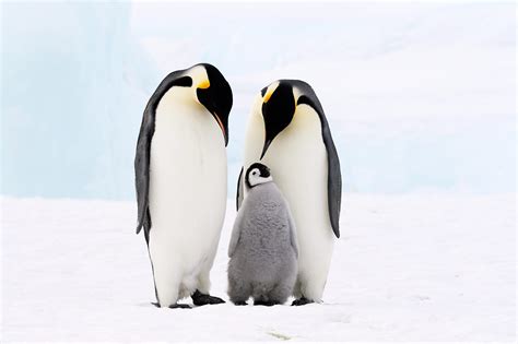 Penguin | Animal Planet