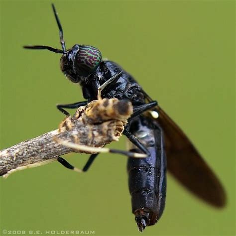 Black Soldier Fly Hermetia Illucens Black Soldier Fly Insect