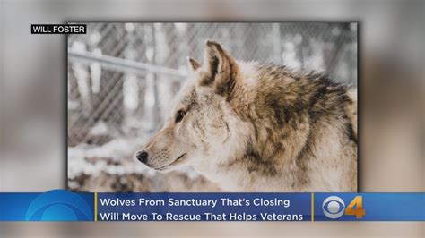 Wolves From Sanctuary Thats Closing Will Move To Rescue That Helps