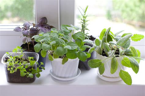 How To Keep Your Herbs Thriving Indoors All Winter Long Laptrinhx News