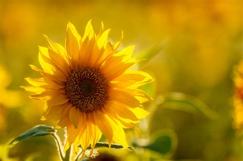 Evening Sunflower By Alistair Nicolson 500px